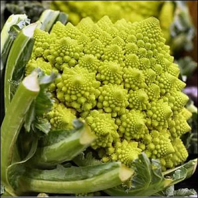 La forme d'un chou romanesco est en fait un modèle mathématique. Comment ce modèle s'appelle-t-il ?