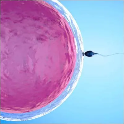 Dans le cadre dune reproduction anisogame, comment appelle-t-on le membre dune espèce animale qui produit les gamètes les plus volumineux ?