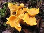 La chanterelle est galement appele girolle. Vrai ou faux ?