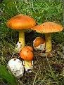 Quiz Champignons