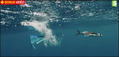 Vous n'allez pas me croire mais certains poissons peuvent voler !