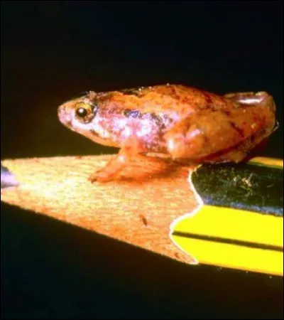 Il existe une grenouille qui, à l'âge adulte, mesure à peine plus d'un centimètre !