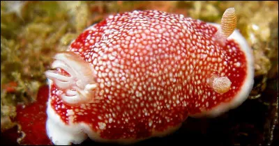 Cette limace de mer possède trois pénis, et, cerise sur le gâteau, chacun d'eux est jetable !