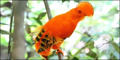 On peut admirer cet oiseau en Afrique !