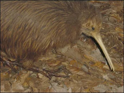 Cet oiseau vit en Afrique du Sud !