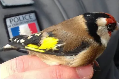 On peut admirer cet oiseau en France !