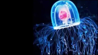 Cette petite méduse, de 4 à 5millimètres, Turritopsis nutricula, a une particularité, elle serait théoriquement immortelle !