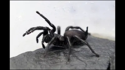 Il y a des mygales en France !