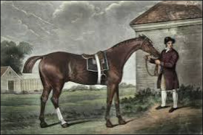 Sur ce dessin, de quelle race est le cheval représenté ?