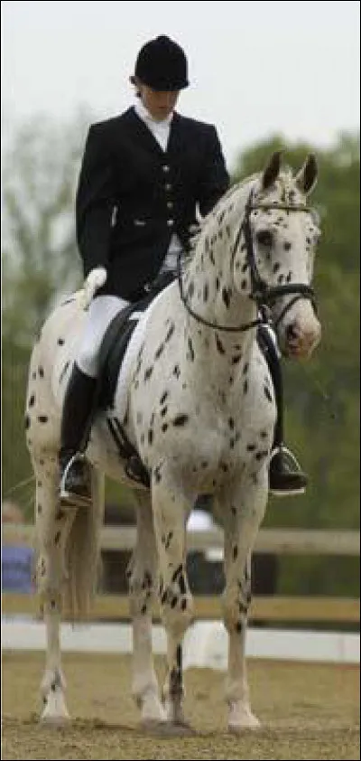 De quel croisement est issu ce cheval ?