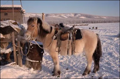 De quel pays provient cette race de chevaux ?