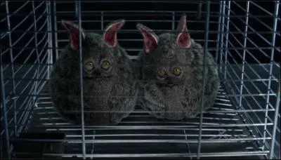 Qu'est-ce qu'un Nubbins ?