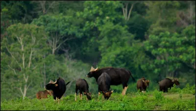 Buffles sauvages d'Asie du Sud-Est :