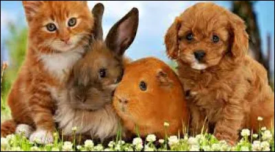 Quel est l'animal que tu aimes le plus ?