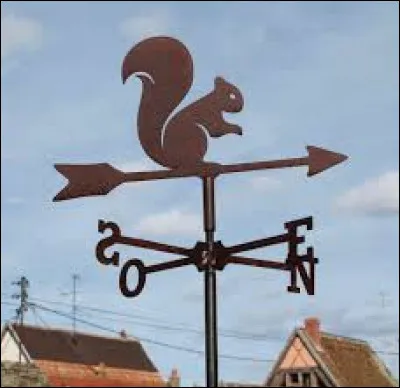 Mon menu est varié : baies, fleurs, bourgeons, fruits, escargots, ufs d'oiseaux, pommes de pins, graines et insectes.