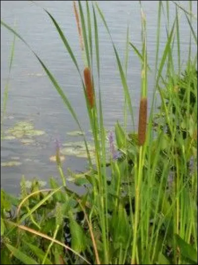Quel pays commençant par un "D" a pour capitale la plante sur cette image ?