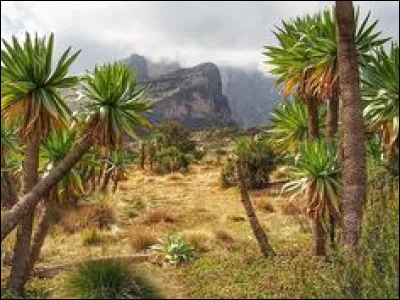 Quel est ce pays d'Afrique, qui a pour capitale Addis-Abeba connue pour ses paysages secs et ses cultures très anciennes ?