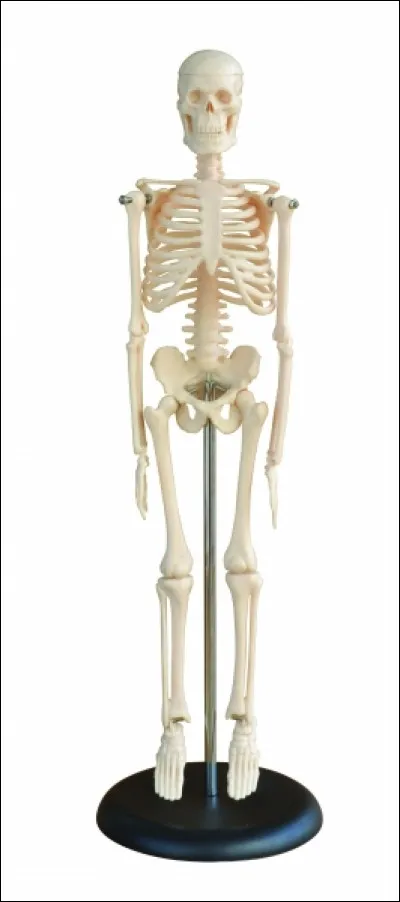 Tu es physiquement, plutôt :