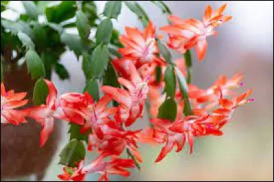 Quel est le nom de cette plante ?