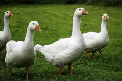 À quoi se rapproche la couleur "Caca d'oie" ?