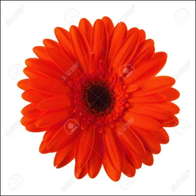 Quelle est la couleur de cette marguerite ?