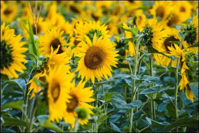 Quelle est la couleur de ces tournesols ?