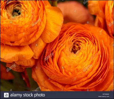 Quelle est la couleur de ces pivoines ?