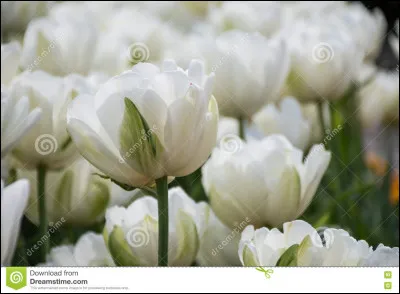 Quelle est la couleur de ces tulipes ?