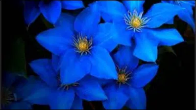 Quelle est la couleur de ces fleurs ?