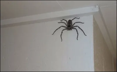 L'araignée est un insecte.