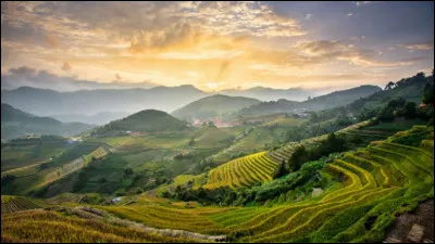 Quels effets sont limitants à la pousse de certains plantes ?