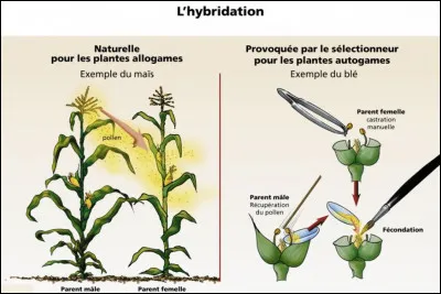 Quels instituts s'occupent d'hybrider certaines espèces de plantes et espèces animales pour améliorer leur génétique ?
