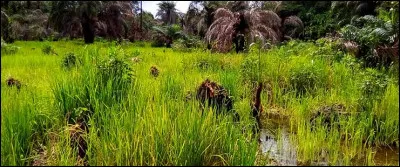 Qu'appelle-t-on une culture pérenne ?