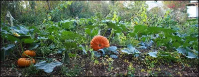 Comment appelle-t-on le type d'agriculture se basant sur des théories ésotériques pour faire pousser les plantes ?