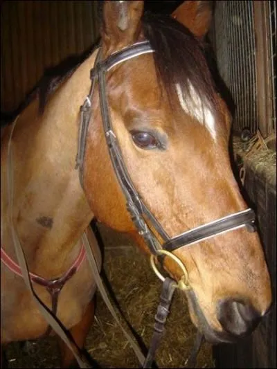 Quand devez-vous nettoyer les aciers des harnachements de votre monture ?