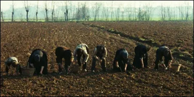 Ce film a reçu la Palme d'Or de Cannes en 1978 : c'est l'histoire de quatre familles de paysans pauvres dans une grande ferme en métairie du côté de Bergame, à la fin du XIXe siècle. Quel est le titre du film ?
