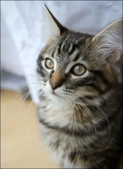 Quelle est la fin de l'expression : "la nuit tous les chats sont ..." ?