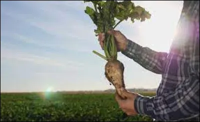 Lequel de ces légumes produit du sucre dans sa racine ?