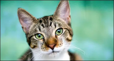 Est-ce que "Chi mon chat" est sur Netflix ?