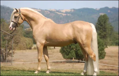 Quel est ce cheval ?