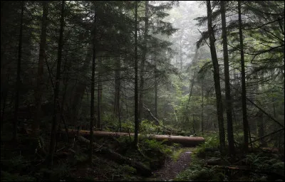 Tu es perdu dans une forêt sans réseau, que fais-tu ?