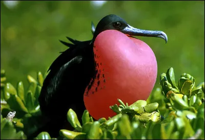 Qui fut le dernier roi de Rome ?