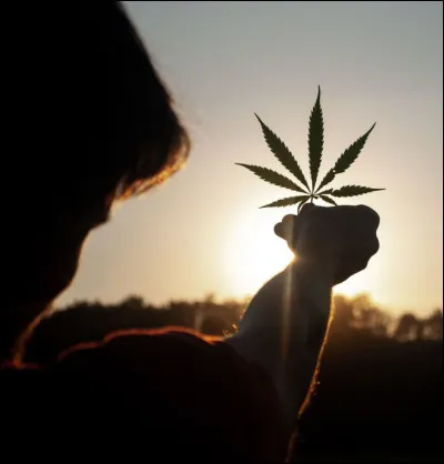 Comment résumer, avec un peu d'humour, la situation qui prévaut en France, attendu que le pays est le plus gros consommateur illégal d'Europe ?