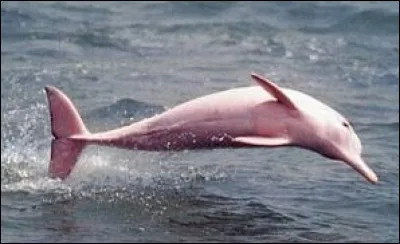 Dauphins roses de l'Amazone :