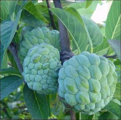 Comment se nomme ce fruit 'pi' ?