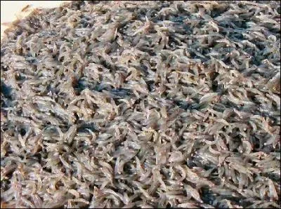 Qu'est-ce que c'est ?