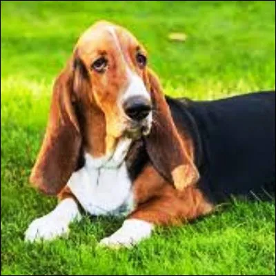 Quelle race de chien basset, dont le nom vient du mot "blaireau" dans une langue &eacute;trang&egrave;re, &eacute;tait tr&egrave;s appr&eacute;ci&eacute;e de la reine Victoria et de l�empereur Guillaume II ?