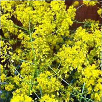 Quelle plante, aussi appel&eacute;e herbe de saint Philippe, produit une teinture bleue extraite de ses feuilles ?