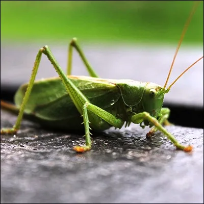 Quelle actrice, qui a jou&eacute; dans treize films de Georges Lautner, &eacute;tait surnomm&eacute;e la "grande sauterelle" ?