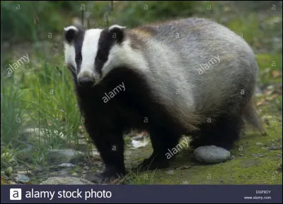 Décris-moi la salle de Poufsouffle.
